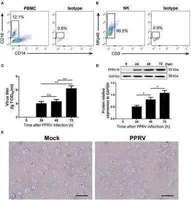 Frontiers | MicroRNA-1 Negatively Regulates Peripheral NK Cell Function ...